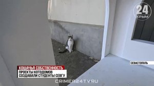 Севастопольские коты отмечают новоселье в домах в архитектурной стилистике города