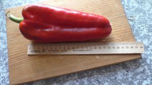 Самый крупный сорт перцев в этом сезоне