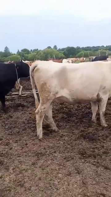 шведская порода