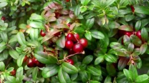 УТРО ИНГУШЕТИЯ  270825