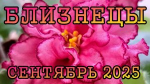 БЛИЗНЕЦЫ таро прогноз на СЕНТЯБРЬ 2025 года.