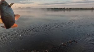 Дубасим рыб. Рыбалка семьёй на Оби ч.2 ( Дикий утренний жор язя!!!)