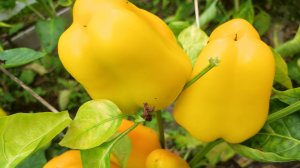 Результаты выращивания сладкого перца Оранж белл от агрофирмы Григорьев