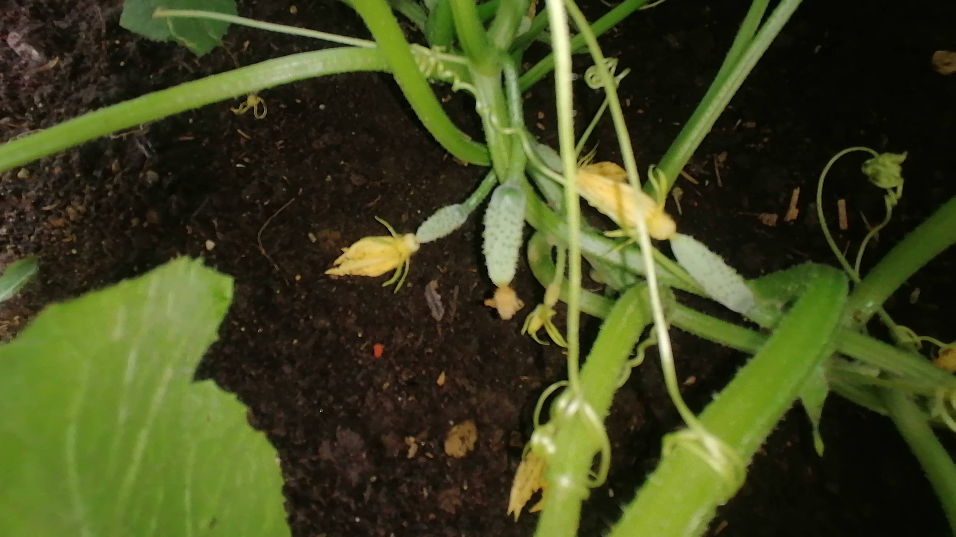 Влог/Дачный отпуск закончился/Собираем урожай/Наводим порядок/Вкусная закуска из кабачков/ смотреть онлайн