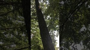 Аника юный блогер! Один летний день с выставки Россия - ВДНХ сторис