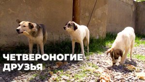 Бродячие собаки в Тбилиси: ответственность общества