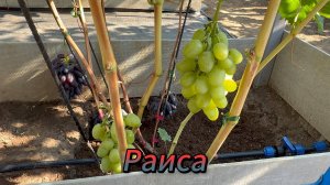 Г.Ф Раиса Оренбургская область 25.08.2025