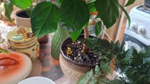 Пересадка растений