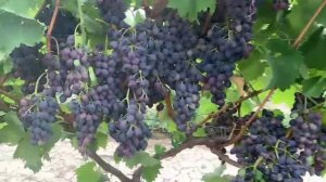 Виноградный войлочный клещ (зудень): Невидимый враг вашего виноградника.