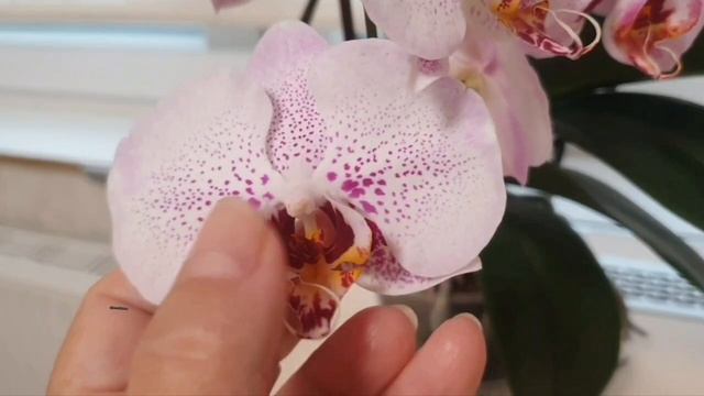 Вот так радостно меня встретила из дальней поездки моя орхидея.