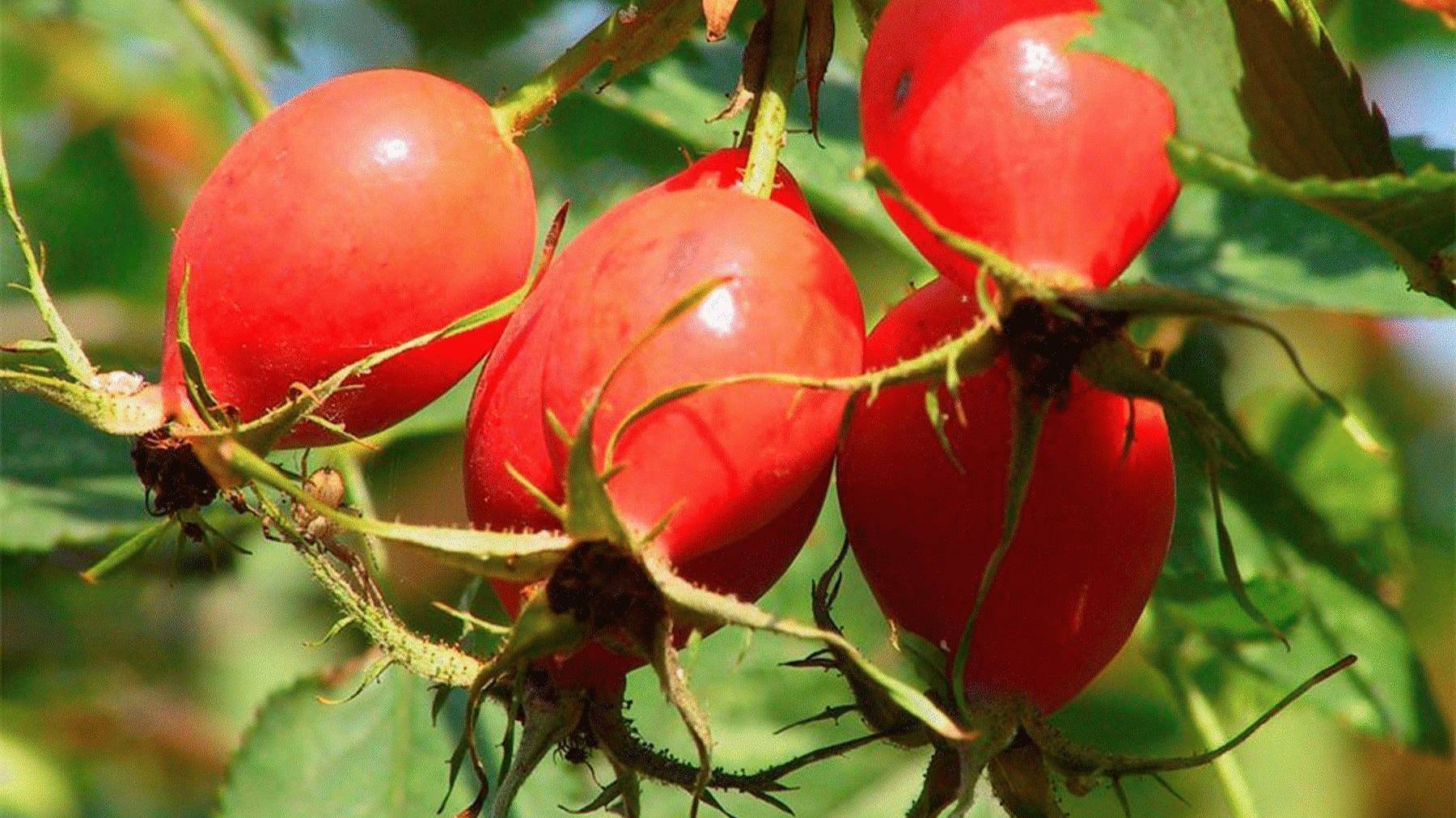 Золотая осень. Приметы осени -  беседа для детей