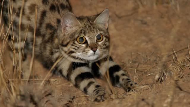 5 интересных фактов о кошках смотреть онлайн