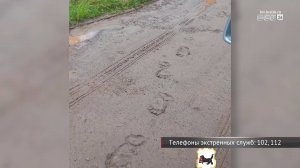 Очевидцы продолжают встречать медведей в Братске и районе