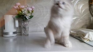 Жаклин Baraj*RU