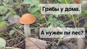 Снова собираю подосиновики и маслята в 100 метрах от дома. Сама себе завидую
