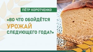 «Во что обойдётся урожай следующего года?»| Депутат Ставрополья об обратной стороне хлебного рекорда