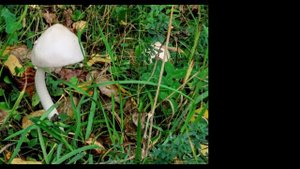 Прогулка и грибочки