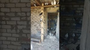 приём голубей