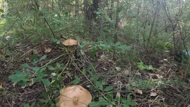 Грибалка в Челябинской области.