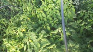 Выбираем место для посадки лука. Видео снято в сентябре 2021 года.