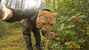 Рыжий кот выживает в лесу