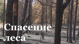 В Станично-Луганском районе ЛНР высадят 164 тысяч сеянцев сосны