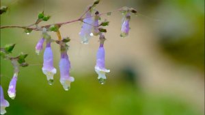 Музыка для медитации от учеников Шри Чинмоя, 2019 г.