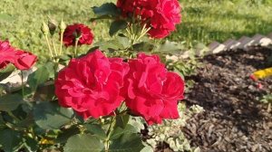 Роза 'Нина Вейбул' (Nina Weibull) в нашем саду. Первое цветение после посадки 2025.