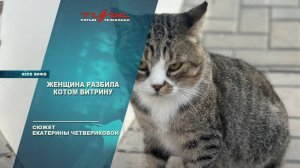 Женщина разбила котом витрину