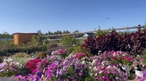 Тиэргэн-2025: Галина Дмитриевна Николаева, Кэнтик