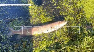 В Павлово – в реке Тарка массово погибла рыба, а город окутан запахом канализации