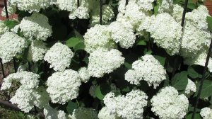 Когда ждать цветения гортензии после посадки