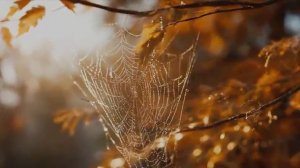 Золотые костры