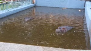 Калининградский зоопарк-2.mp4