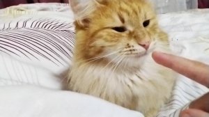 КОтик казямока (великая 2)