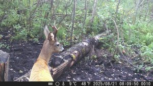 Северо Запад псковская область пришол козёл в августе