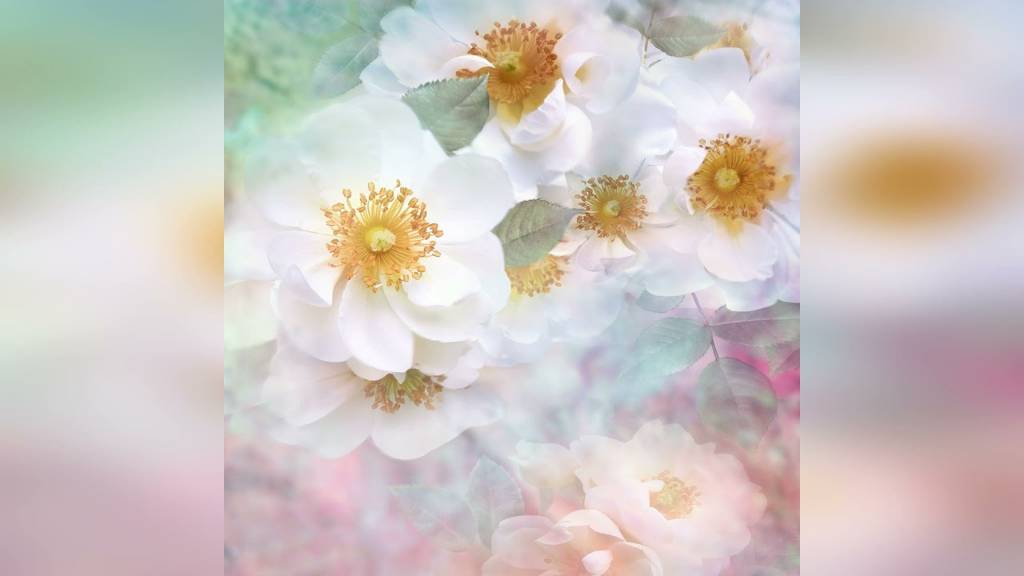 Музыка Шри Чинмоя в исполнении учеников, 2011-2012 гг.