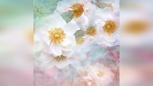 Музыка Шри Чинмоя в исполнении учеников, 2011-2012 гг.