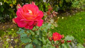 Зерносмесь для кур: дроблёнка, смесь на ночь🐓🐔. Приключения с Утей🦆. Птичка и котики🐈🐈⬛🪿