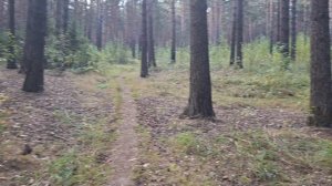 26-08-2025 прогулка  в лес за грибами