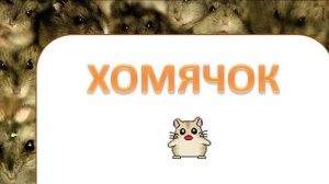 Хомячок. Минутка отдыха