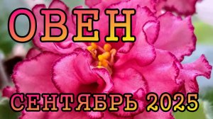 ОВЕН таро прогноз на СЕНТЯБРЬ 2025 года.