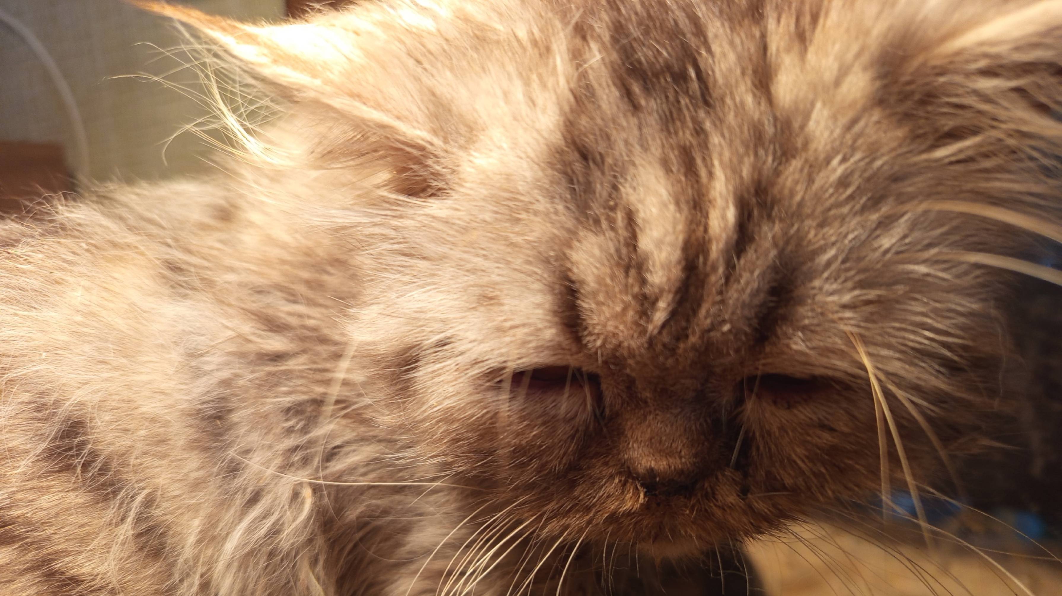 Питомцы и спонсоры приюта КотоВасия 67 смотреть онлайн