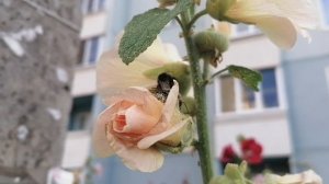 Опять жара и труженики на своём рабочем месте