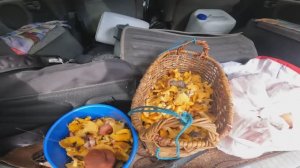 СБОР ГРИБОВ 26 АВГУСТА