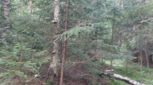 Лес не наш, а чей-то чужой.