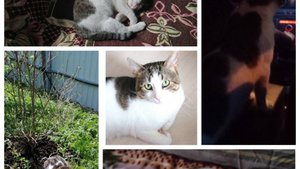 Проделки Микусика 5