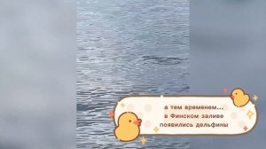 Немного юмора. Веселое лето, жара в Санкт-Петербурге, собака в гамаке и дельфины в Финском заливе