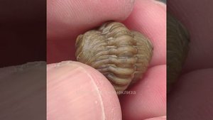 Paciphacops campbelli