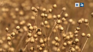 Мир сельского хозяйства. Лён 19.08.2025